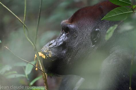 Dzanga Sangha National Park (République Centrafricaine) 2019 photo ...