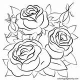 Rose Flower Picture For Coloring  Best Site sketch template