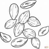 Peanut Coloring Cliparts Clipart Becuo Favorites Add Sketch Page sketch template