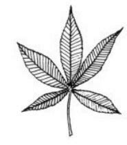 Free Buckeye Leaf Cliparts, Download Free Buckeye Leaf Cliparts png ...