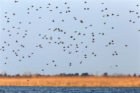 Migratory Birds Coming to Anzali Wetland - Anzali Wetland