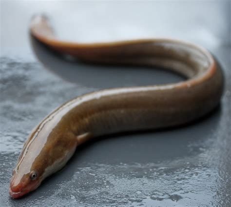 IUCN SSC Anguillid Eel Specialist Group | IUCN