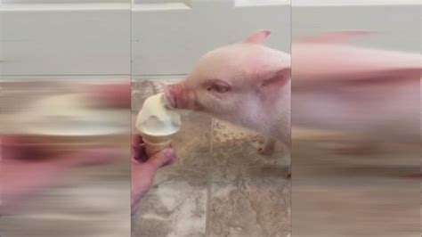 Adorable Pet 'Pigs Out' on Ice Cream Cone - ABC News