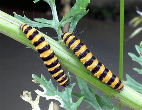 black and yellow striped caterpillars- cinnabar moth caterpillars | Hungry Caterpillars ...