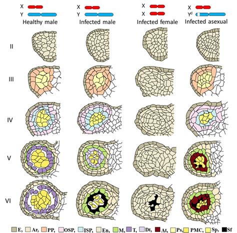 Schematic diagram of anther development in healthy male flowers ...