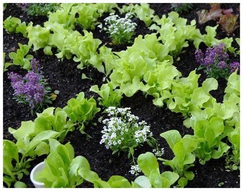 Companion planting patterns with lettuce and sweet... | Garden Stamp Blog