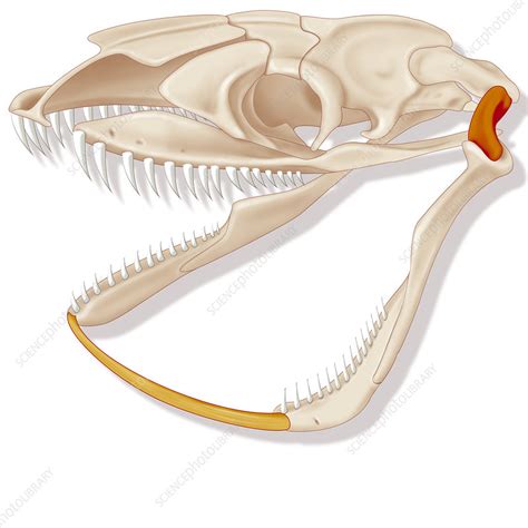 Illustration of the jaw of a snake - Stock Image - C049/2203 - Science ...