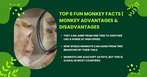 Top 6 Fun Monkey Facts | Monkey Advantages & Disadvantages