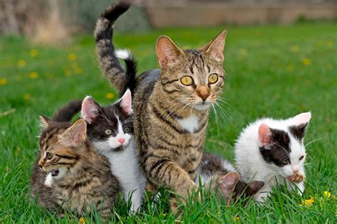 Mother-Cat-and-Kittens-dreamstime_xxl_14110351.png | Cats, Cute cats and kittens, Kittens cutest