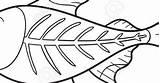 X Ray Fish Coloring Page sketch template