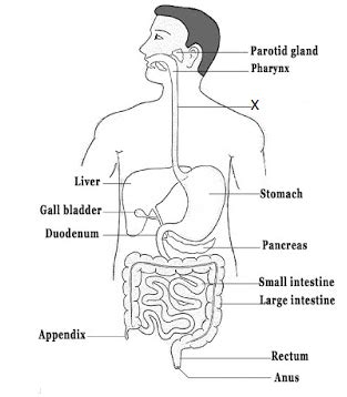 Human Digestive System Diagram Labeled For Class 7