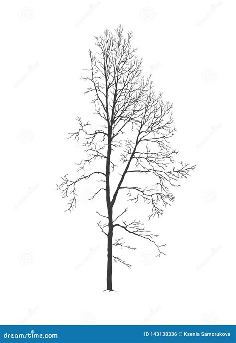 Aspen Tree Silhouette without Foliage Stock Vector - Illustration of lonely, season: 143138336