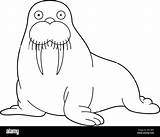 Easy coloring cartoon Vector Illustration Of A walrus Stock  sketch template