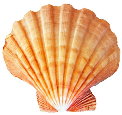 Seashell Desktop Wallpaper Clip art - Shell png download - 1024*962 ...