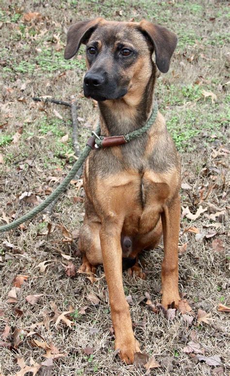 Shep the Shepherd Hound Mix Wants to go home with you!