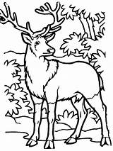 Free Printable Elk Coloring Pages  Coloring Home sketch template