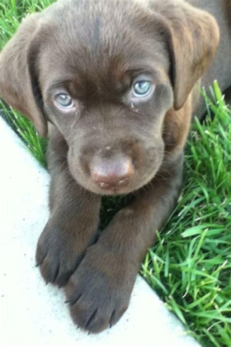 Baby chocolate lab | Gods amazing creatures! | Pinterest