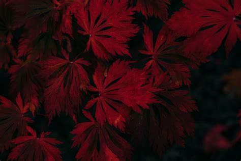 Leaf Dark Vignette Autumn Fall 4k, HD Photography, 4k Wallpapers, Images, Backgrounds, Photos ...