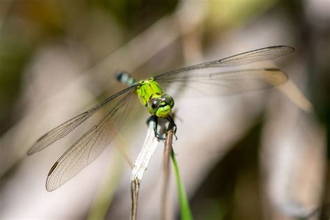 Common Green Darner Dragonfly - Coastal Interpretive Center