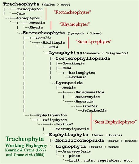 Palaeos Plants: Tracheophyta: Tracheophyta