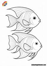Angelfish Coloring Pages Free Printables sketch template