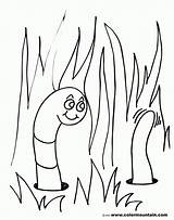 Earthworm Coloring Pages sketch template