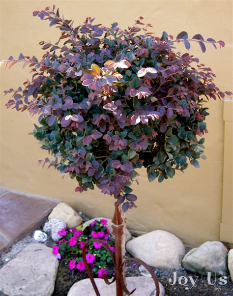 Pruning My Loropetalum Standard