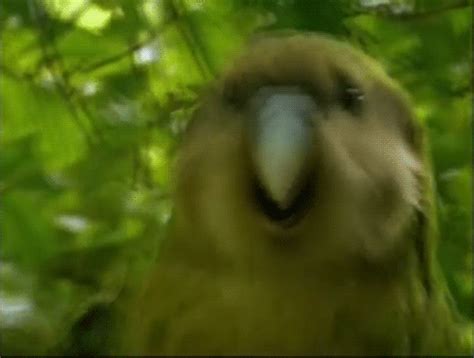 GIF | Party Parrot | Know Your Meme