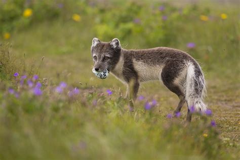 Arctic Fox - Inspired by Iceland's Nature | Arctic Nature Hotel