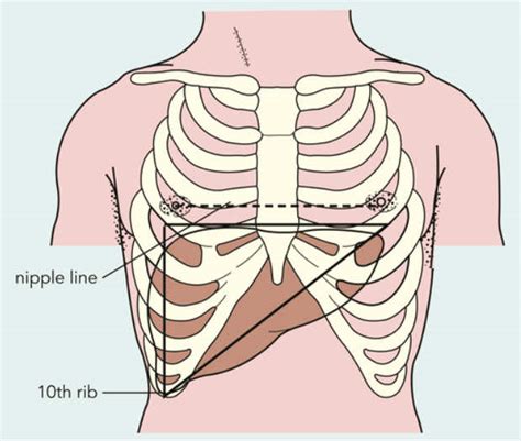 Liver Pain - Where is the liver location (Anatomy), Function, Enlarged