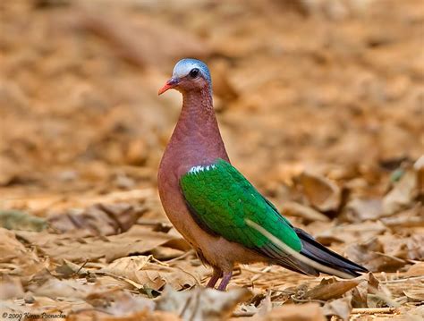 Emerald Dove | Pet birds, Beautiful birds, Colorful birds