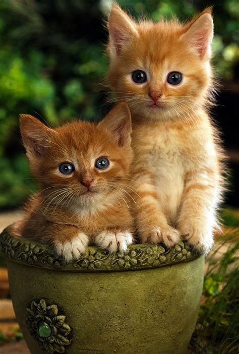 orange tabby kittens - Kittens Photo (41521049) - Fanpop - Page 2