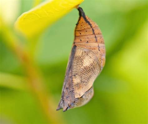 Can a butterfly defend itself in the chrysalis? | Milton Keynes Natural ...