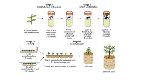 How to perform plant tissue culture? Procedure to plant tissue culture ...