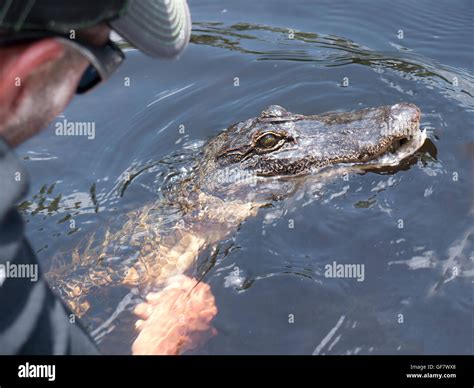 Alligator on a swamp boat tour of the Bayous outside of New Orleans in ...