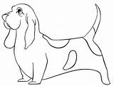 Basset Hound Dog Coloring Page Pages sketch template
