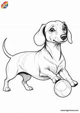 10  Sausage Dog Colouring Pages sketch template