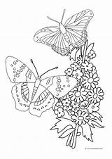 Butterfly Coloring Pages sketch template