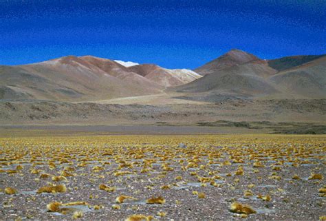 Watch Chile's Atacama Desert Bloom With Color