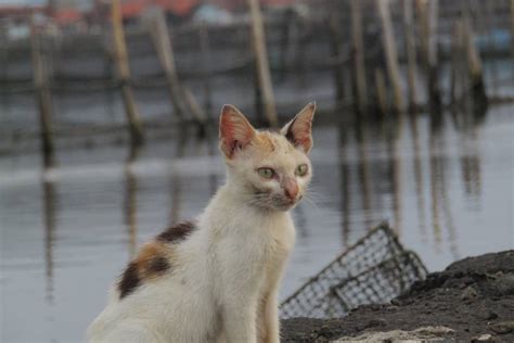 Gambar Kucing Kampung Yang Lucu - Koleksi Gambar HD