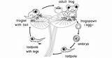 Frog Life Cycle Coloring Page  Learn About Nature sketch template