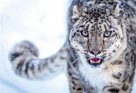 The snow leopard's questionable comeback | Science