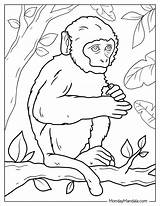 26 Monkey Coloring Pages Free PDF Printables sketch template