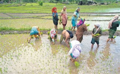 Swaraj India National President Yogendra Yadav’s article: The Great Indian Farm Paradox ...