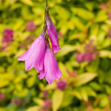 Dierama pulcherrimum - Bloemenhuis