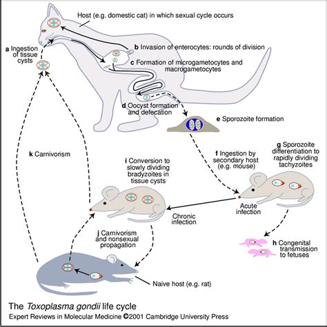 [DIAGRAM] Toxoplasma Gondii Diagram - MYDIAGRAM.ONLINE