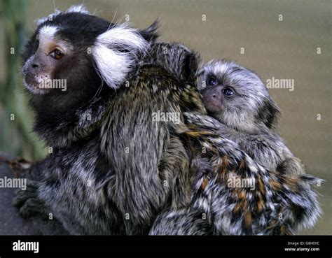 Blair Drummond Safari Park Stock Photo - Alamy