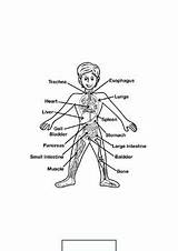 human Body systems coloring Pages Pdf By Science And Stories sketch template