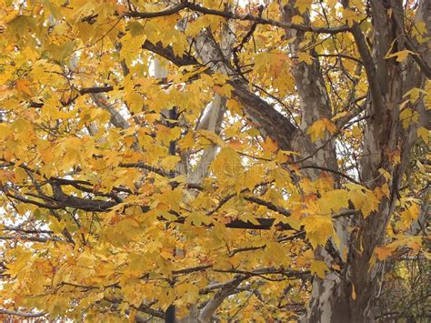 Sycamore tree in fall stock photo. Image of lawn, bare - 112976444