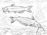 Fish Catfish Coloring Pages  sketch template